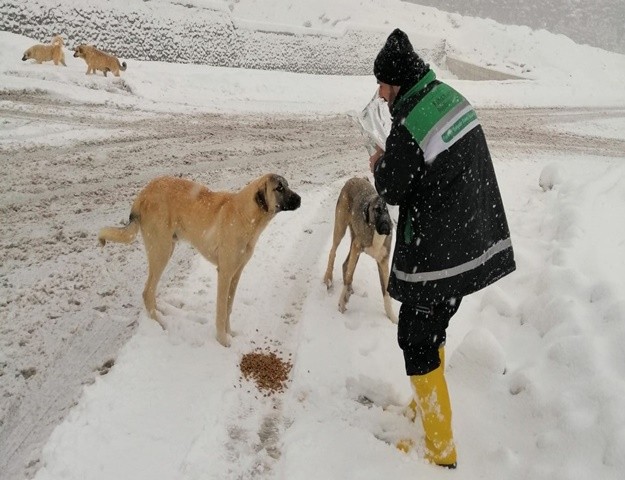 Büyükşehir’den Sokak Hayvanları İçin 1 Ton Mama