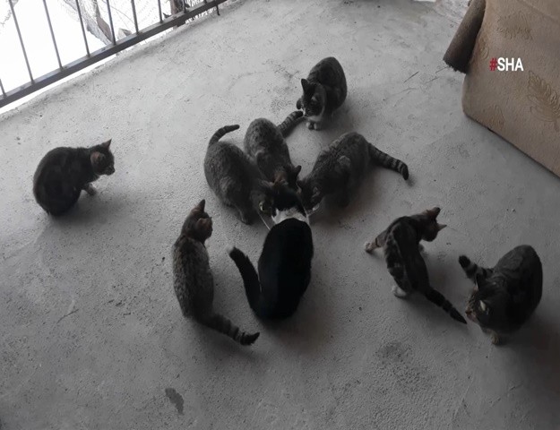 Kahramanmaraş’ta Hayvan Sevgisi Yürekleri Isıttı