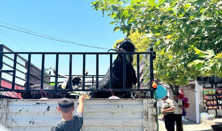 İHH’dan depremde yetim kalan ailelere canlı kurban bağışı