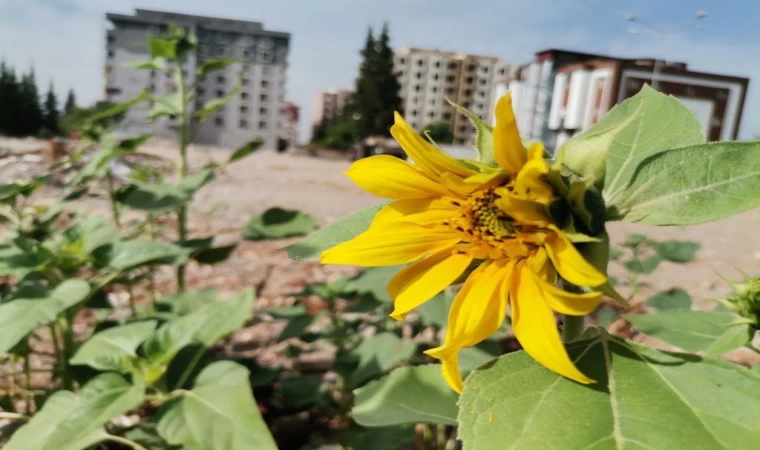 Kahramanmaraş’ta enkazlar çiçek açtı