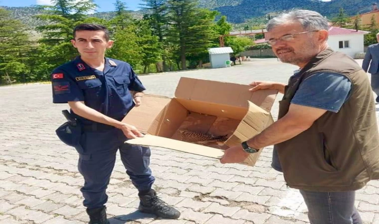 Yaralı kerkenez yavrusuna jandarma sahip çıktı