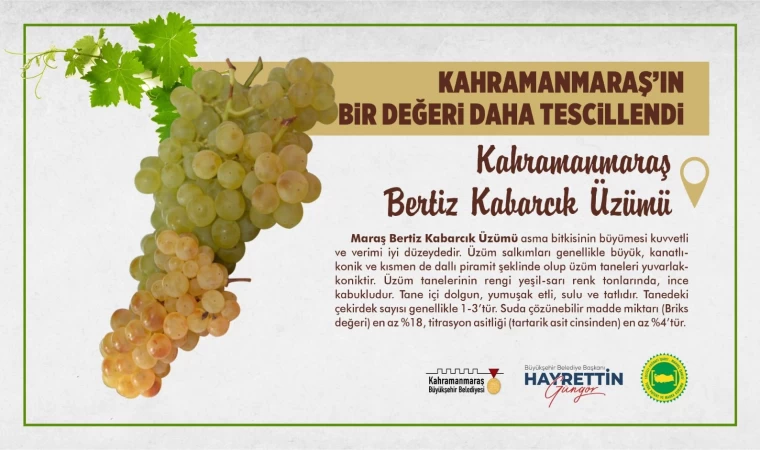 Kahramanmaraş Bertiz Kabarcık Üzümü Tescillendi