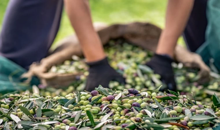 Sofralık zeytin ihracatı 100 bin tonu aştı