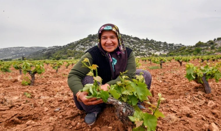 Çiftçinin yüzü organikle gülüyor