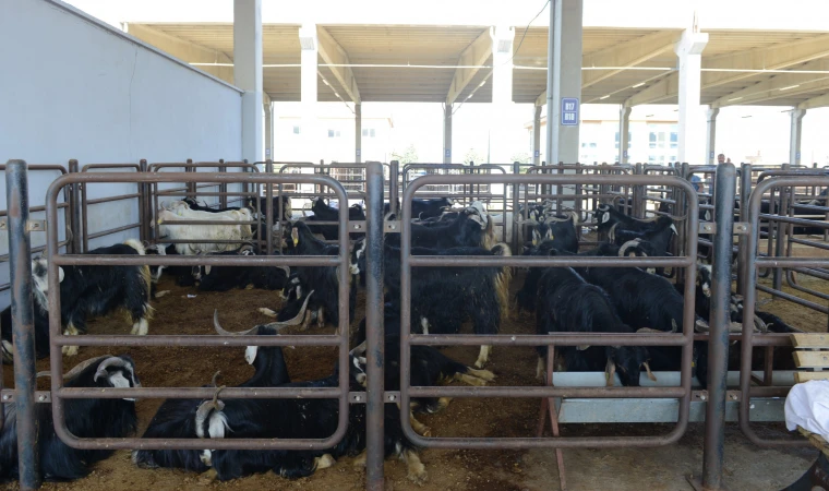 Canlı Hayvan Borsası’nda Kurban Satış Yerleri Kiralama İşlemi 15 Mayıs’ta Başlayacak