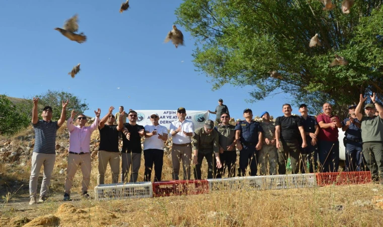 Kahramanmaraş’ta Kınalı Keklikler Doğaya Kanat Açıyor