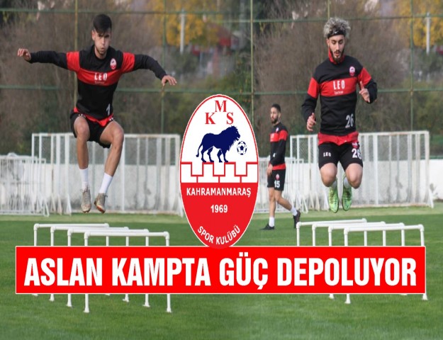 Aslan Kampta Güç Depoluyor
