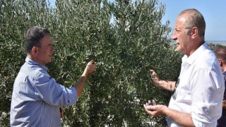 Başkan Atabay: "Zeytinime Dokunma"