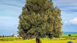 "Zeytinimiz Ulusal Varlığımızdır"