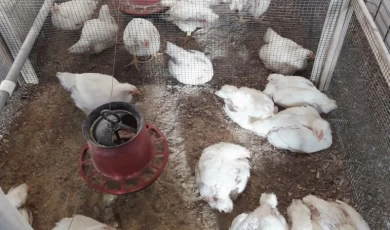 Şanlıurfa’daki sıcaklık ortamında kanatlı hayvanların verimini arttıracak proje