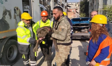 Depremden etkilenen hayvanlar unutulmadı