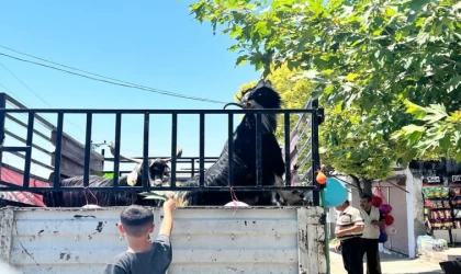İHH’dan depremde yetim kalan ailelere canlı kurban bağışı