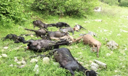 Kahramanmaraş'ta yıldırım düşmesi sonucu 14 keçi telef oldu