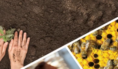 20 milyon TL’ye yakın tarımsal destek bugün hesaplarda