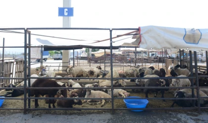 Canlı Hayvan Borsası’nda Besiciler Yerini Almaya Başladı