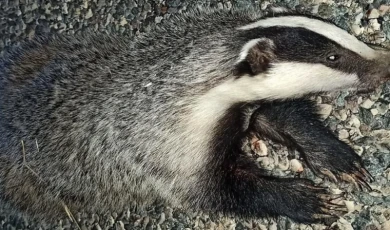 Nesli tükenme tehlikesi altındaki porsuk telef oldu