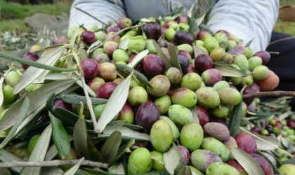 Zeytin Üretimine Bilimsel Dokunuş; Zeytin Yetiştiriciliği Semineri Düzenlenecek