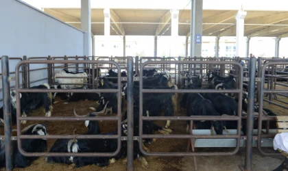 Canlı Hayvan Borsası’nda Kurban Satış Yerleri Kiralama İşlemi 15 Mayıs’ta Başlayacak