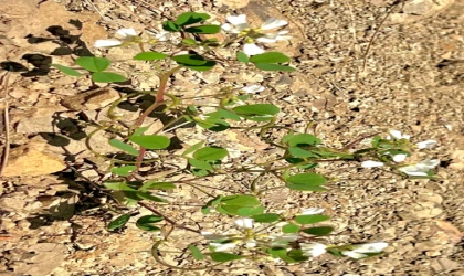 KSÜ Öğretim Üyesi Yeni Bir Bitki Türü Keşfetti: “Trigonella selcuk-bayraktarii”